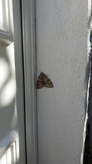 Catocala nupta