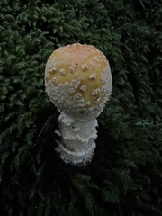 Amanita flavoconia