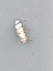 Chaetopsis fulvifrons