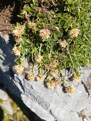 Sideritis hyssopifolia