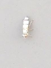 Chaetopsis fulvifrons
