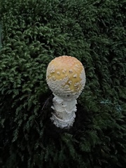 Amanita flavoconia