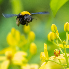 Xylocopa aestuans