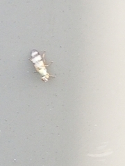 Chaetopsis fulvifrons