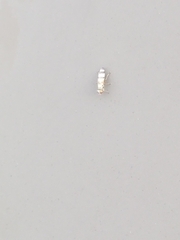 Chaetopsis fulvifrons
