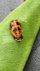 Harmonia axyridis