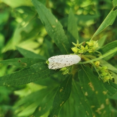 Spilosoma lubricipeda