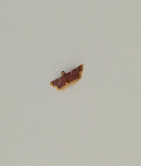 Hypsopygia
