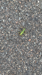 Meconema thalassinum