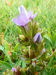 Gentianella ramosa
