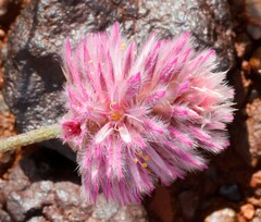 Ptilotus helipteroides