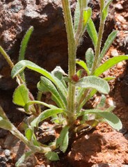 Ptilotus helipteroides