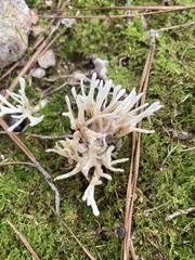 Sebacina schweinitzii