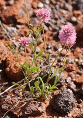 Ptilotus helipteroides