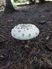 Chlorophyllum brunneum