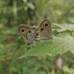 Ypthima multistriata