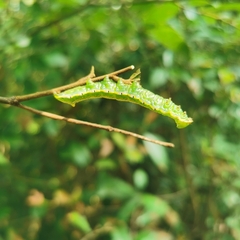 Norracoides basinotata