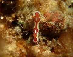 Mexichromis pusilla