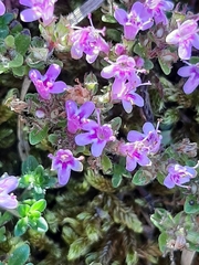 Thymus praecox