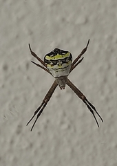 Argiope anasuja