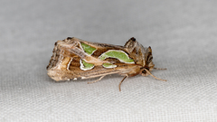 Cosmodes elegans