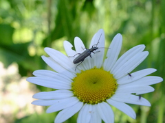 Oedemera