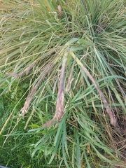 Tripsacum dactyloides