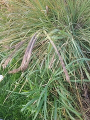 Tripsacum dactyloides