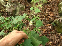Polymnia canadensis