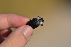 Capnodis tenebrionis