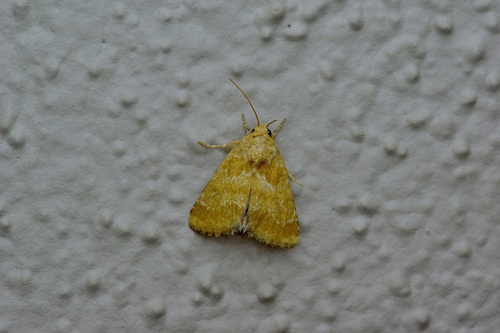 Alluring Schinia Moth photo 5