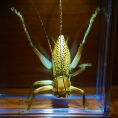 Ocellarnaca