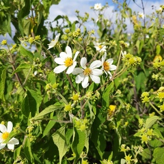 Montanoa
