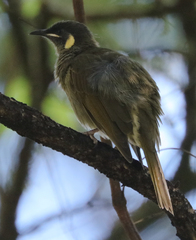Meliphaga lewinii