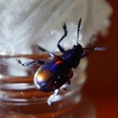 Platycorynus undatus