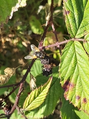 Mesembrina meridiana