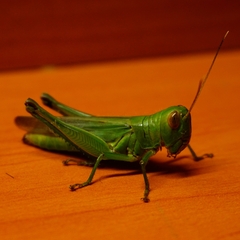 Hieroglyphus annulicornis
