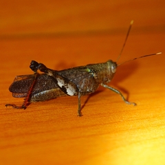 Xenocatantops humilis