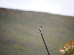 Phylidonyris niger