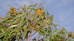Eucalyptus erythrocorys