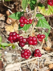 Rubus creticus