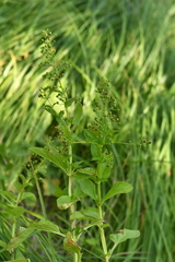 Scrophularia umbrosa