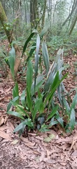 Aspidistra