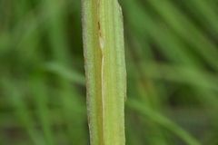 Scrophularia umbrosa