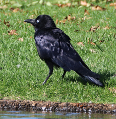 Corvus orru