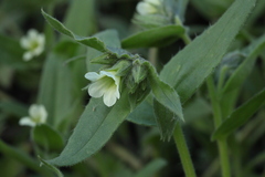Nonea lutea