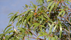 Eucalyptus erythrocorys