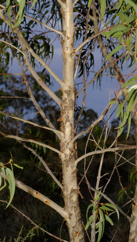 Image of Eucalyptus erythrocorys by (c) Peter Crowcroft, some rights reserved (CC BY)