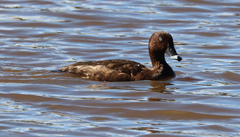 Aythya australis