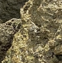 Grapsus albolineatus